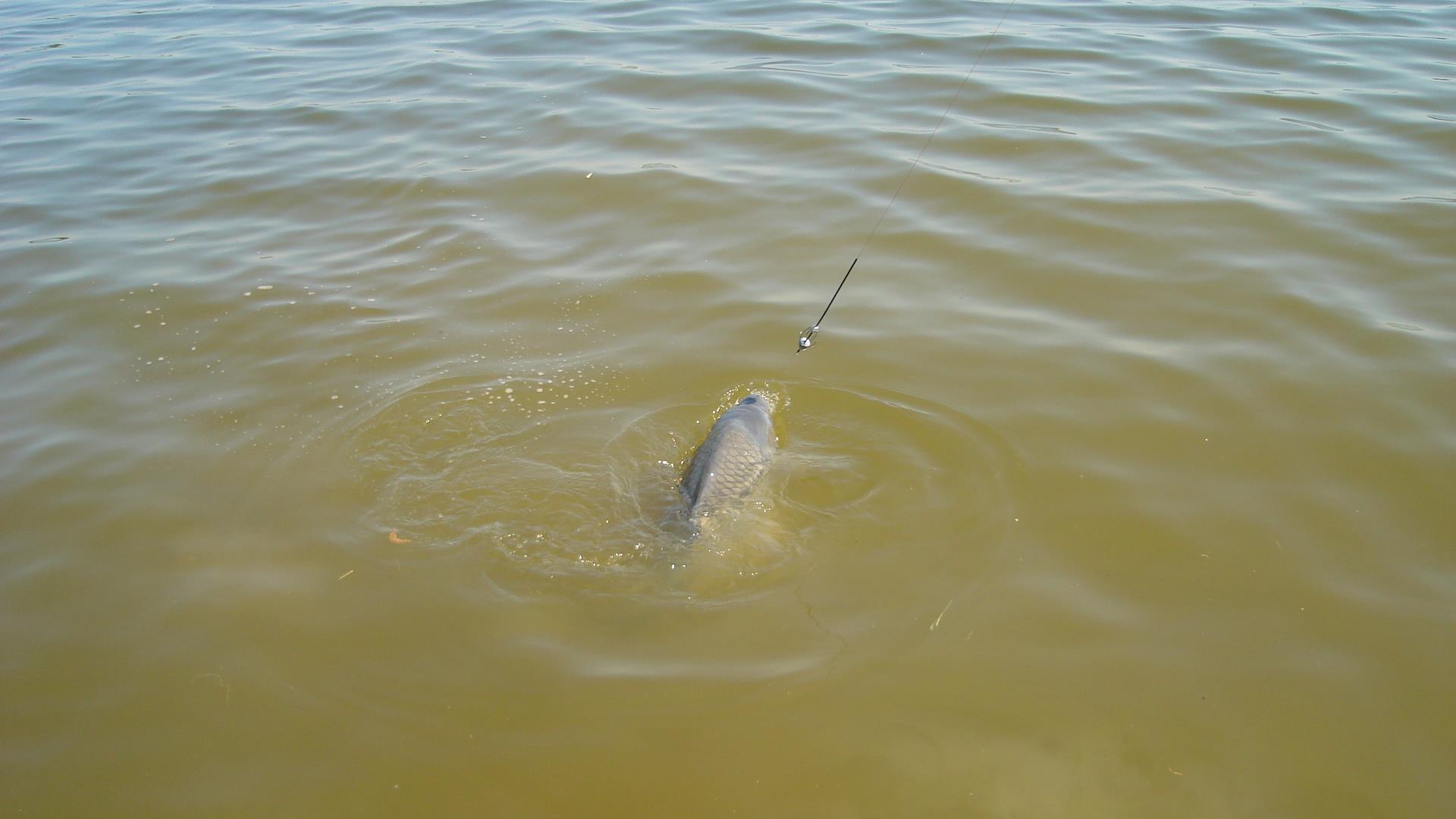 Tâncăbeşti  - dsc03325.JPG